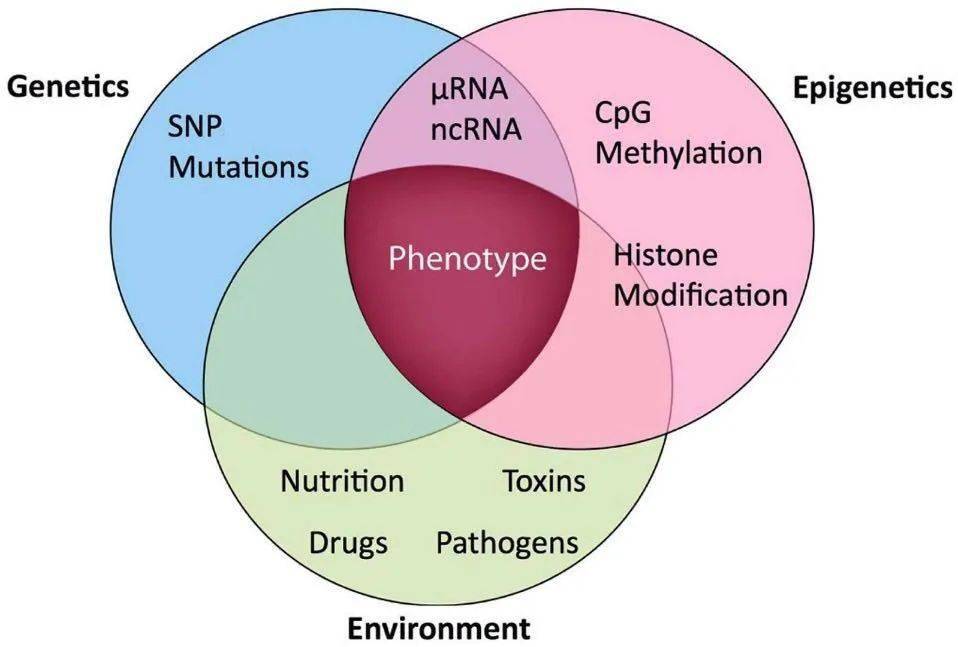 human phenotype图片