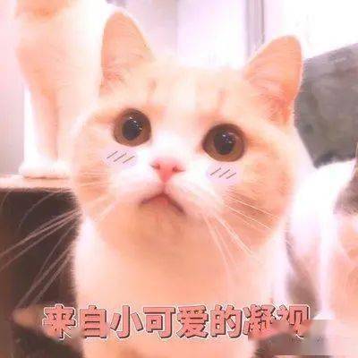 如何与猫 建立感情 只要做这6件小事 猫咪就非常爱你 主人