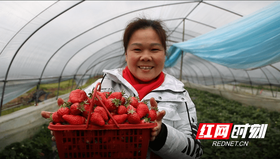 桃花江镇：小草莓托起农民增收致富梦