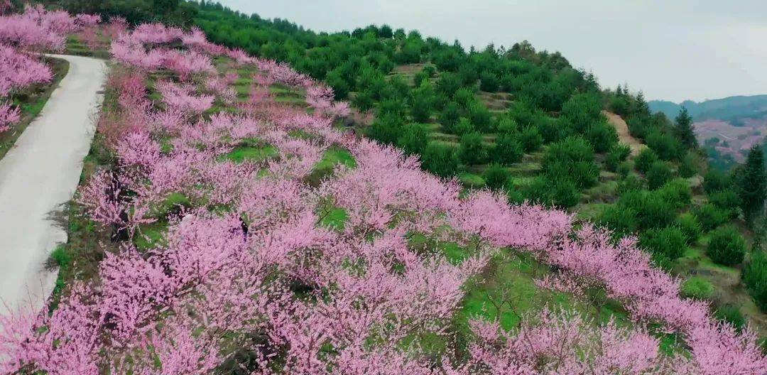 近日,環江毛南族自治縣大安鄉金橋村油桃種植示範基地的600畝桃花嬌豔