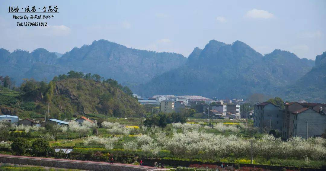 休闲赏花37周日新昌镜岭溪西村李花开许你一片烟花三月