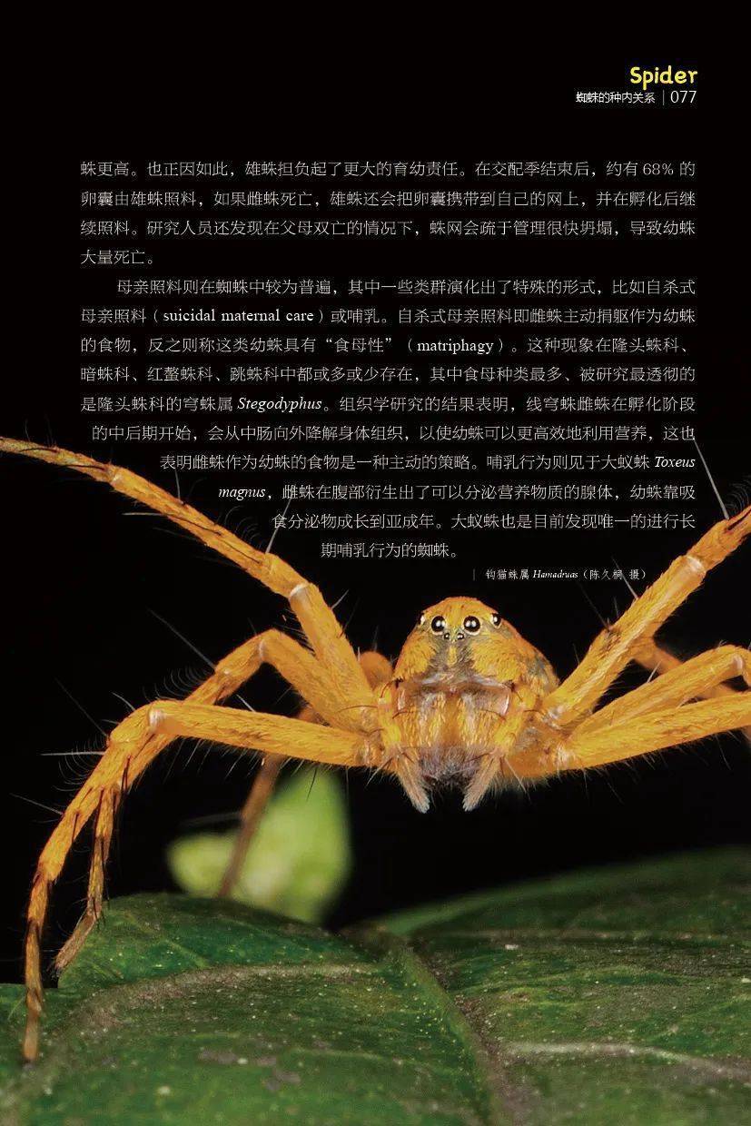广西蜘蛛名录图片