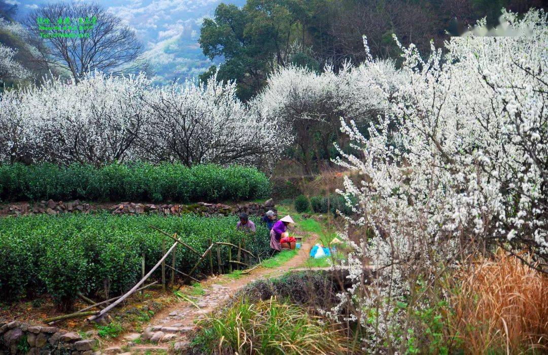 休闲赏花37周日新昌镜岭溪西村李花开许你一片烟花三月