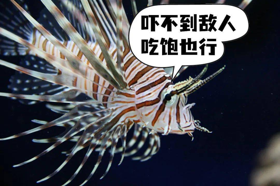 狮子鱼为什么要吃同类?