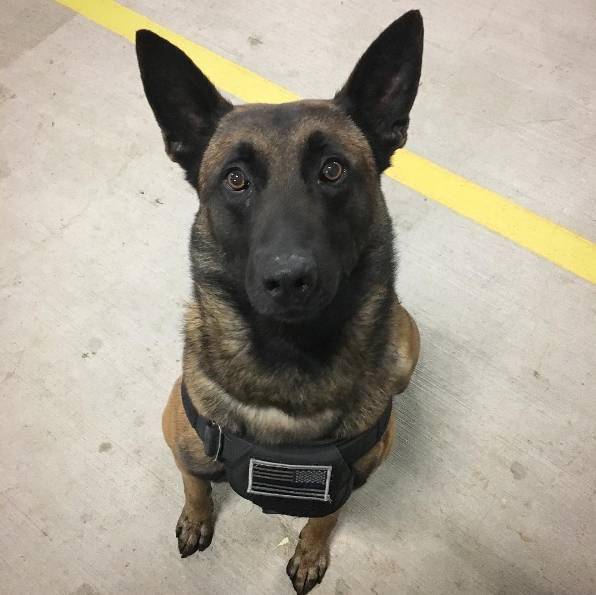 狗狗用一个姿势在不同场景切换摆拍,好可爱!~_马犬