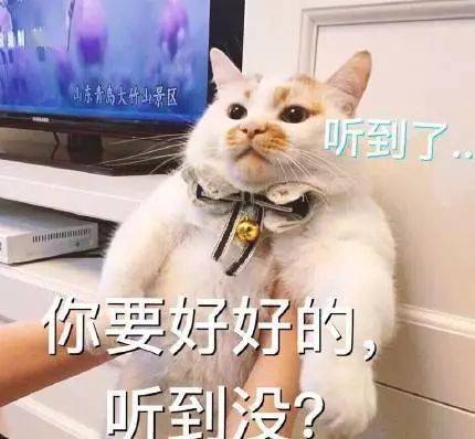 成為了我家的貓，你這輩子過得開心嗎？ 萌趣萌寵 第16张