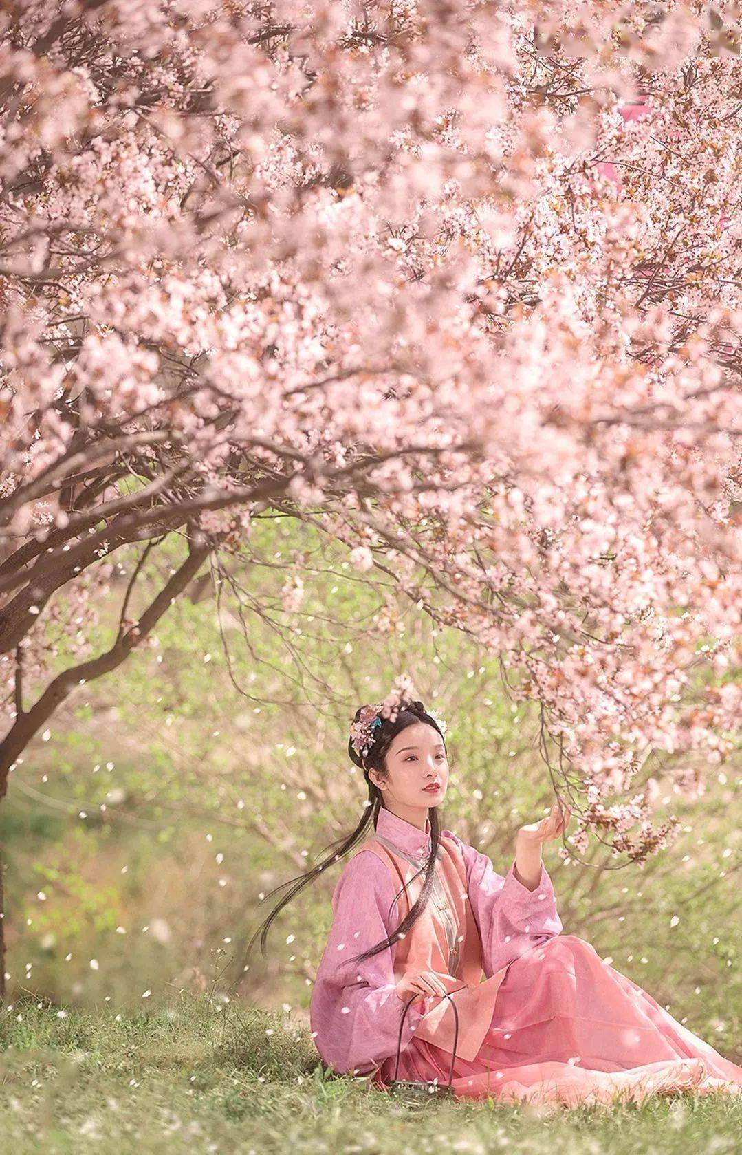 人间三月芳菲始,『访春赏樱』正当时!_樱花