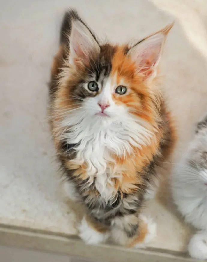 三花缅因猫有没有觉得它长得好像鸳鸯火锅呀超漂亮