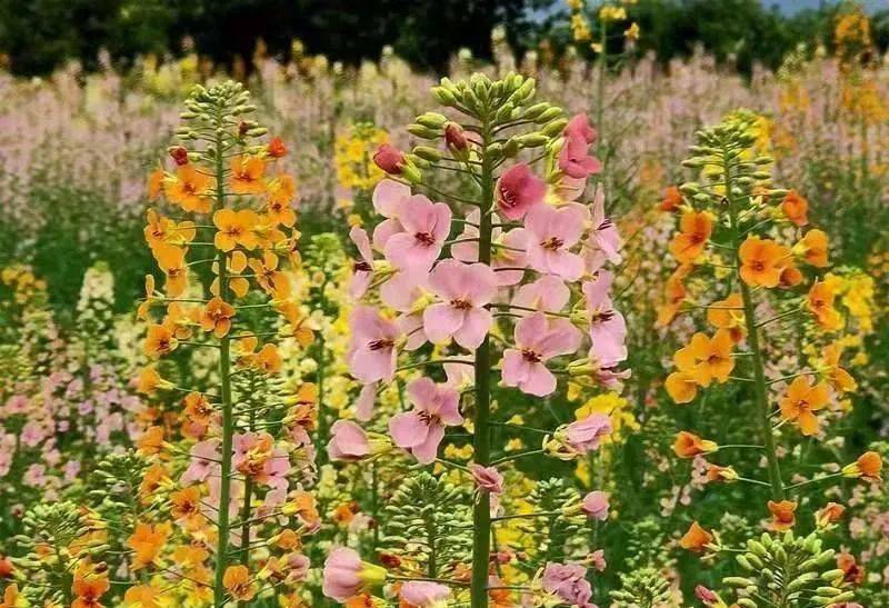 順慶這裡彩色油菜花等你來觀賞