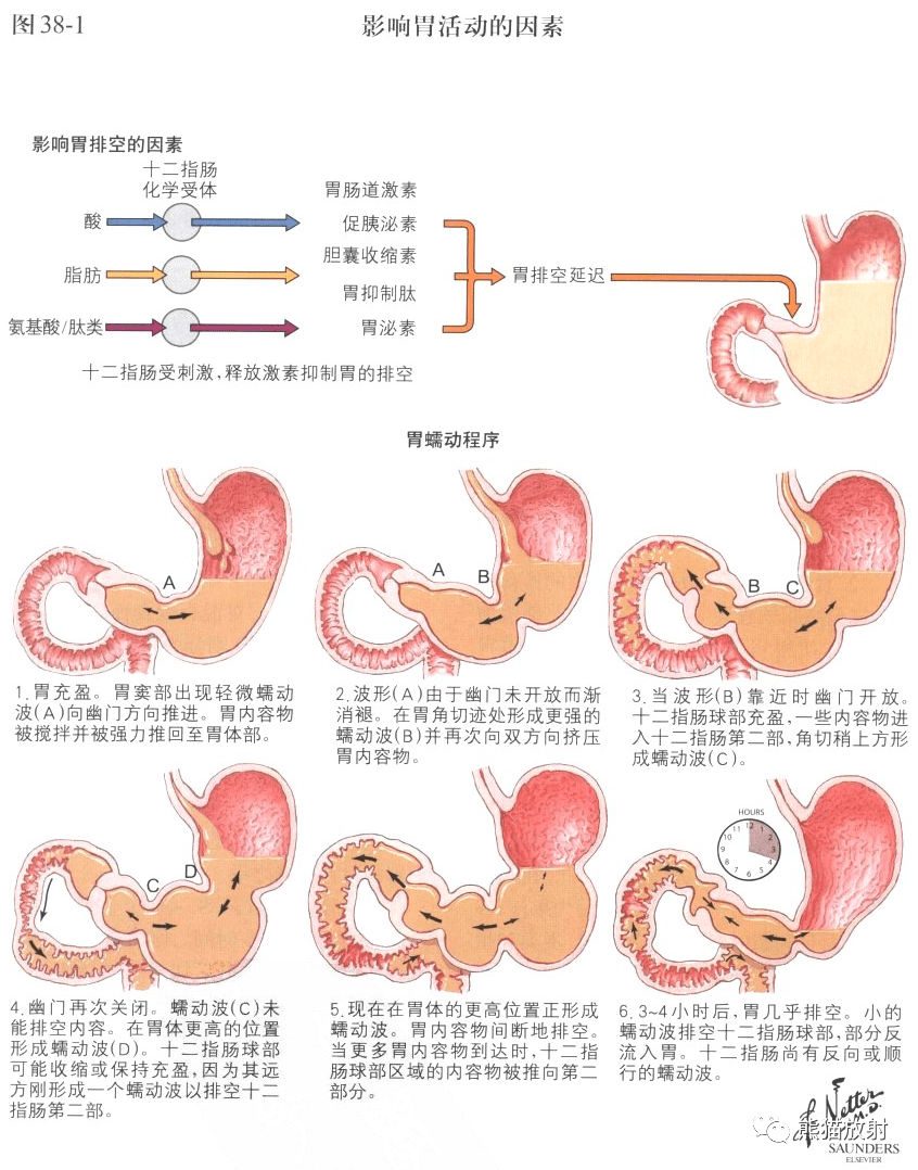 奈特圖解丨胃,十二指腸,胃活動_乳頭