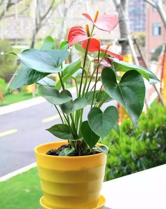 适合在室内养且容易养活的10种开花植物