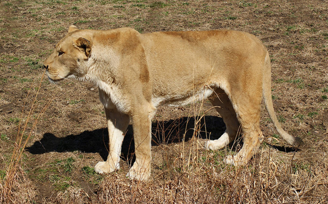 鬃毛颜色越深,雄狮越强大,但将来这一特征可能会消失_狮子