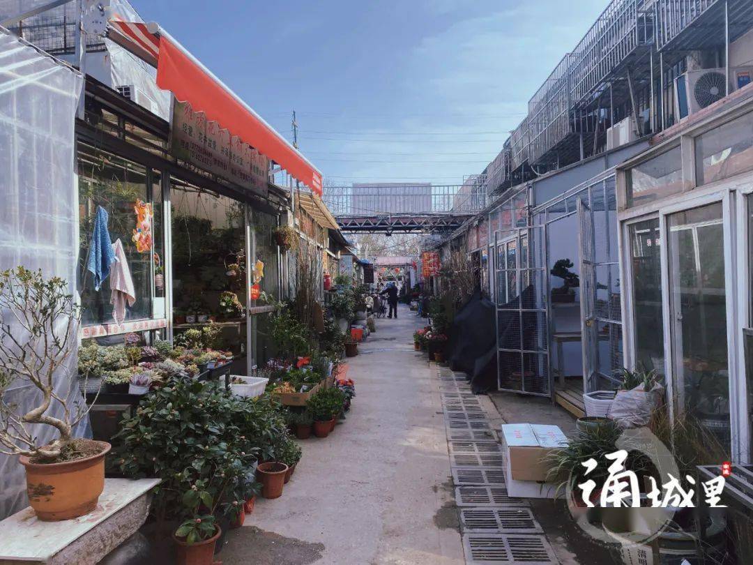 南通人的浪漫和烟火气,都在这个园子里!_花鸟