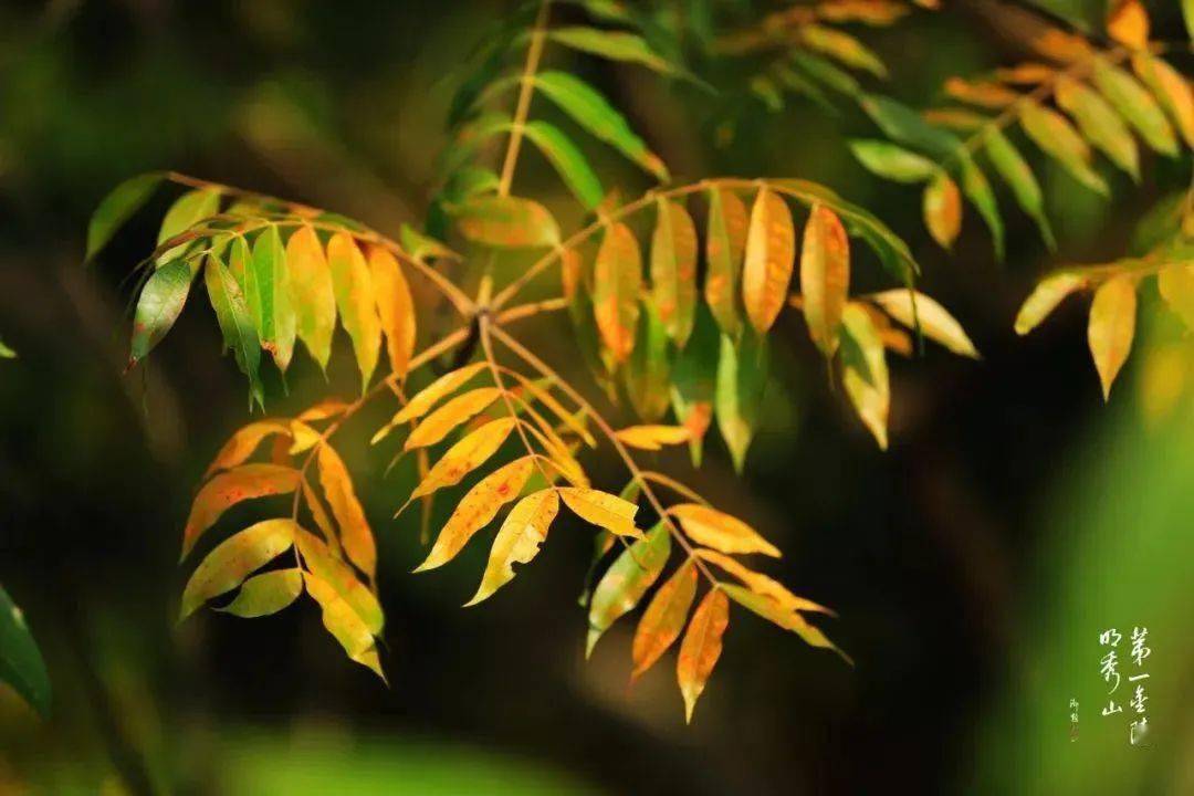 林果科技大讲堂黄连黄连木你分清楚了吗