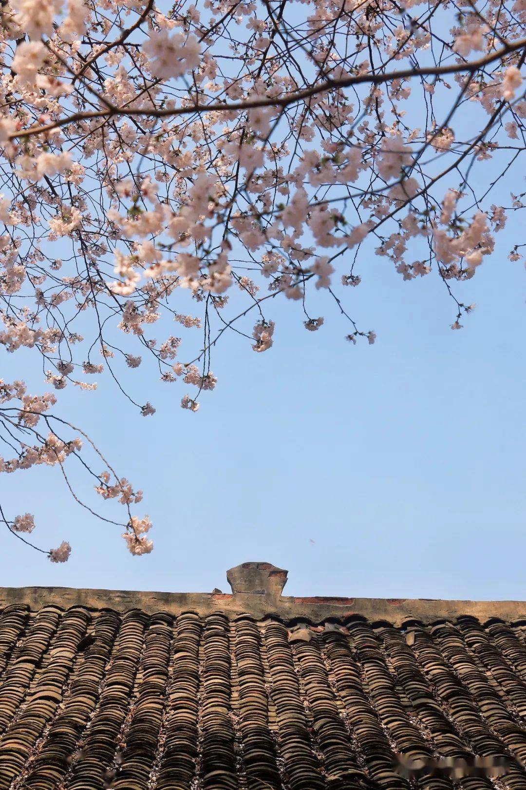 方竹寺赏浪漫樱花静候春风吻过脸颊