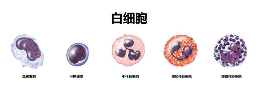 血常规提示嗜酸性粒细胞高 需要怎么办 什么时候提示严重 检查