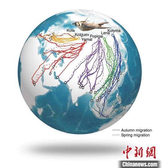 中国|卫星追踪历时六年 中国科学家领衔揭开游隼迁徙秘密
