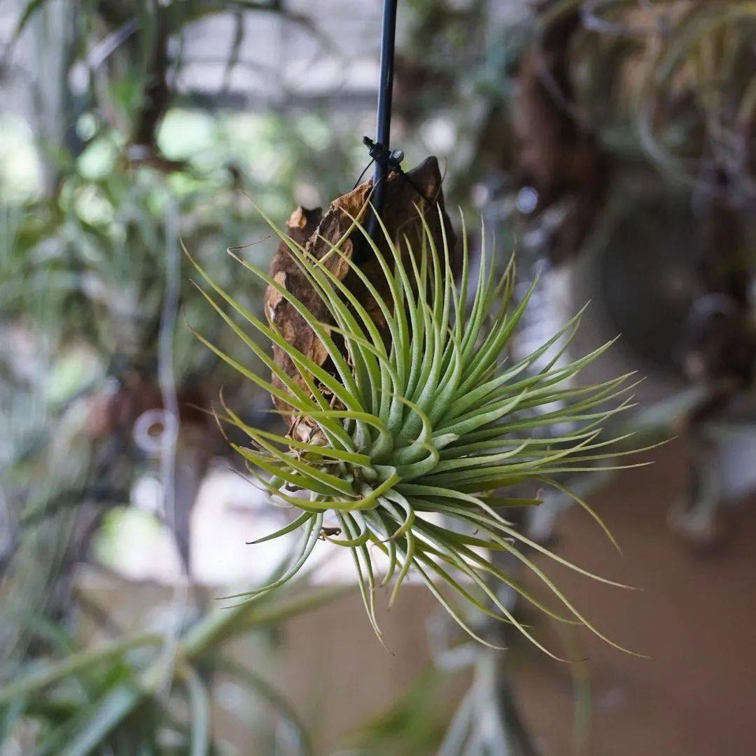 空凤空气凤梨图鉴胖男孩精灵tillandsiaionanthafatboy