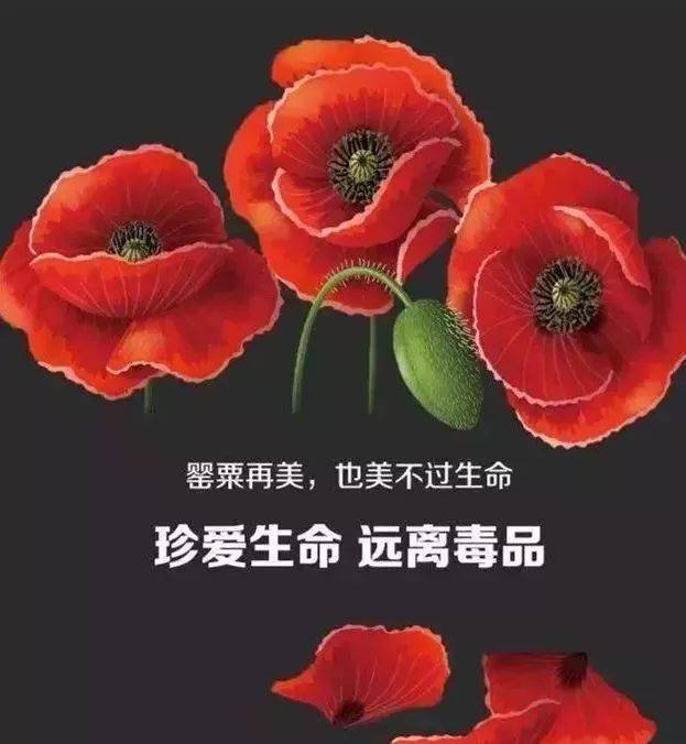 毒品罂粟花图片手绘图片