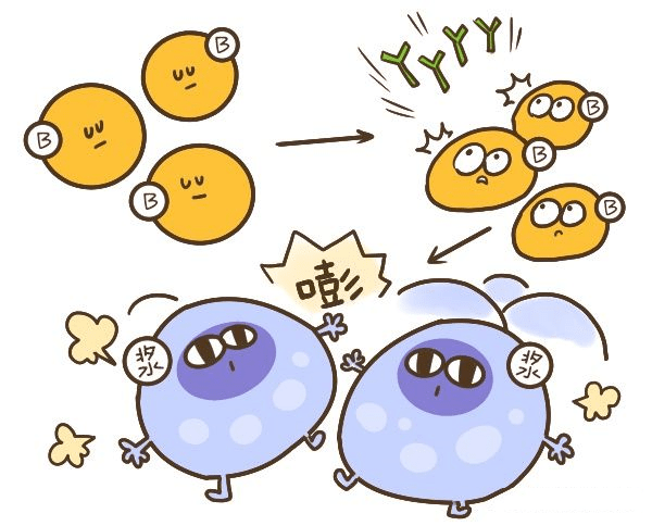 图片1:巨噬细胞▉适应性免疫系统适应性免疫系统存在的线索可以追溯到