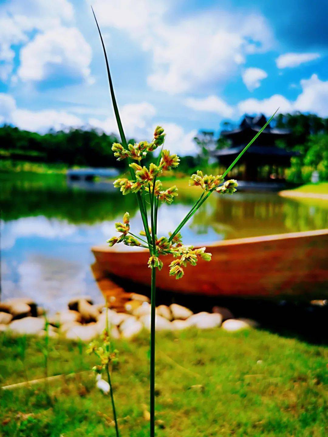 你有一份深圳高校春日限定请查收