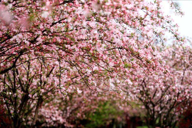 霸屏粉红色丨看过泸州这片最美的海棠，才算是经历了春天