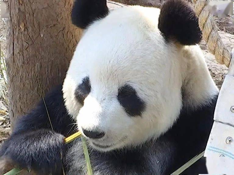 脸红 春暖花开 大熊猫想谈恋爱了 森林动物园