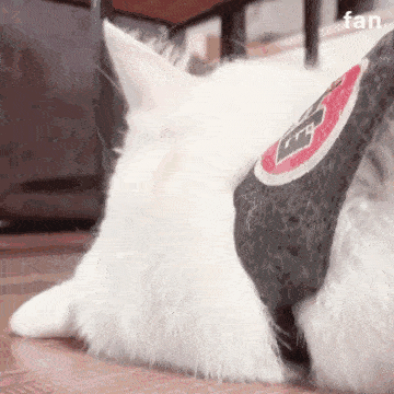 badd2ed9de2e4cb1a0bb2c2b4f24995c.gif