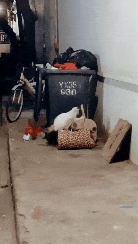被猫拖进垃圾桶的动图图片
