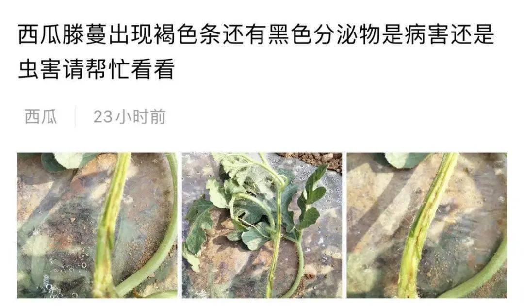 西瓜定植后茎杆开裂流脓 那是蔓枯病在作妖 发病