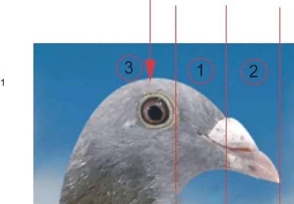赛鸽头型解析图片