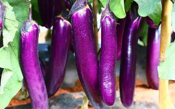 好吃不贵就选它