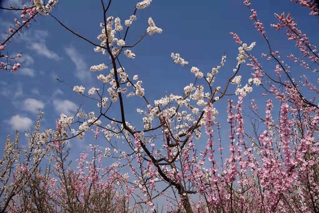 脍炙人口田园诗_田园诗手抄报(2)