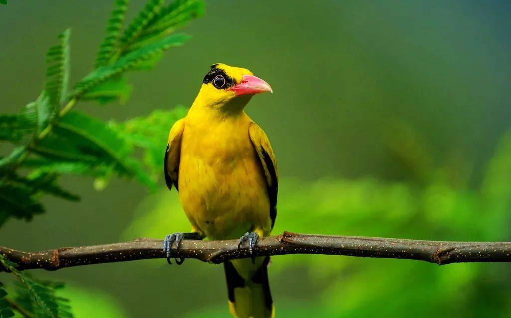 清脆啼声昭示春之到来最早感阳春之气仓庚即黄鹂二候仓庚鸣笑叹东风