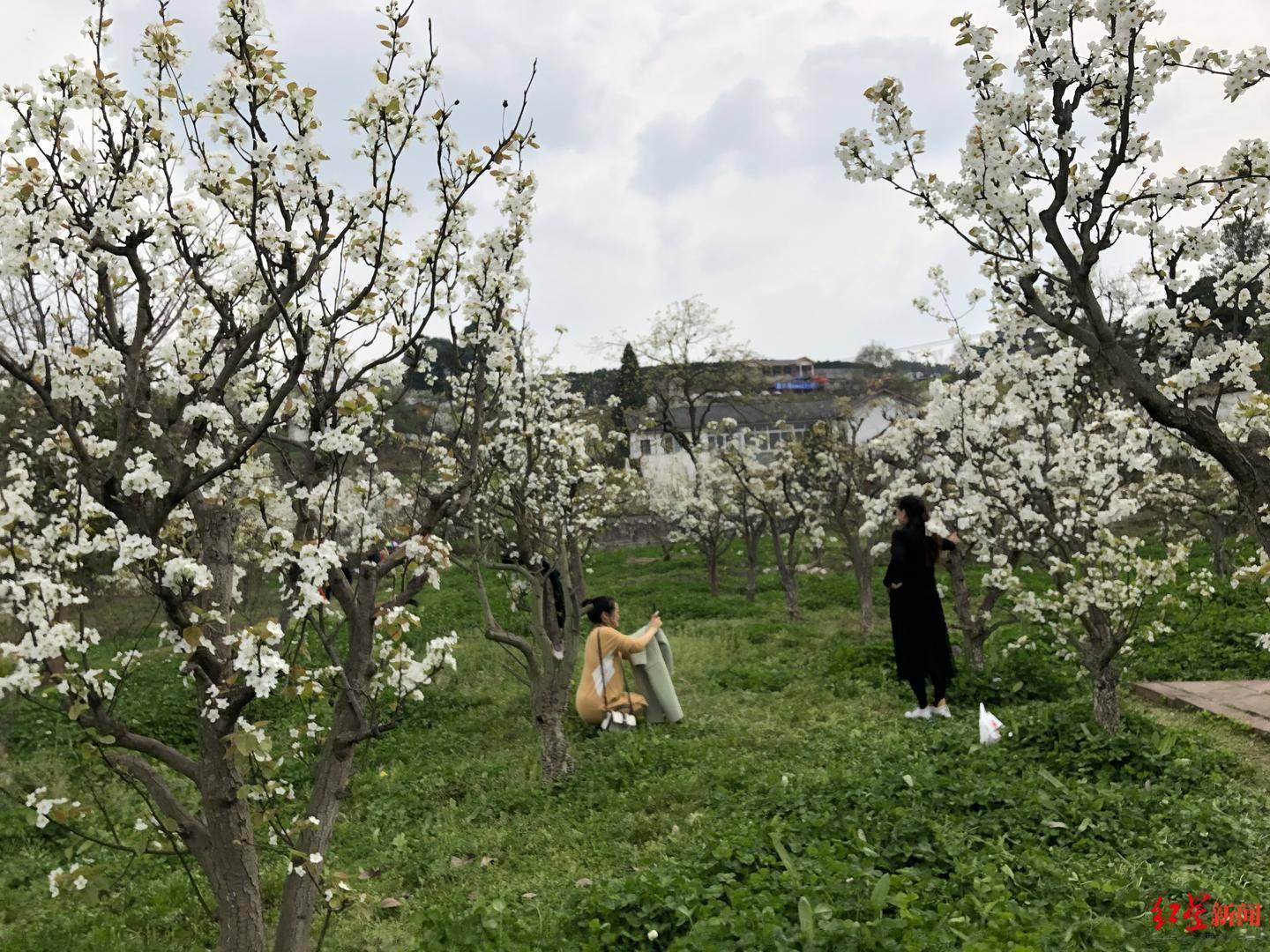 梨花已满溪，快到成都新津拥抱春天里的幸福吧！