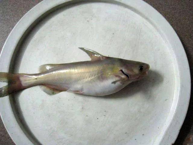 嘉陵江里钓江黄此鱼看得人十分眼馋