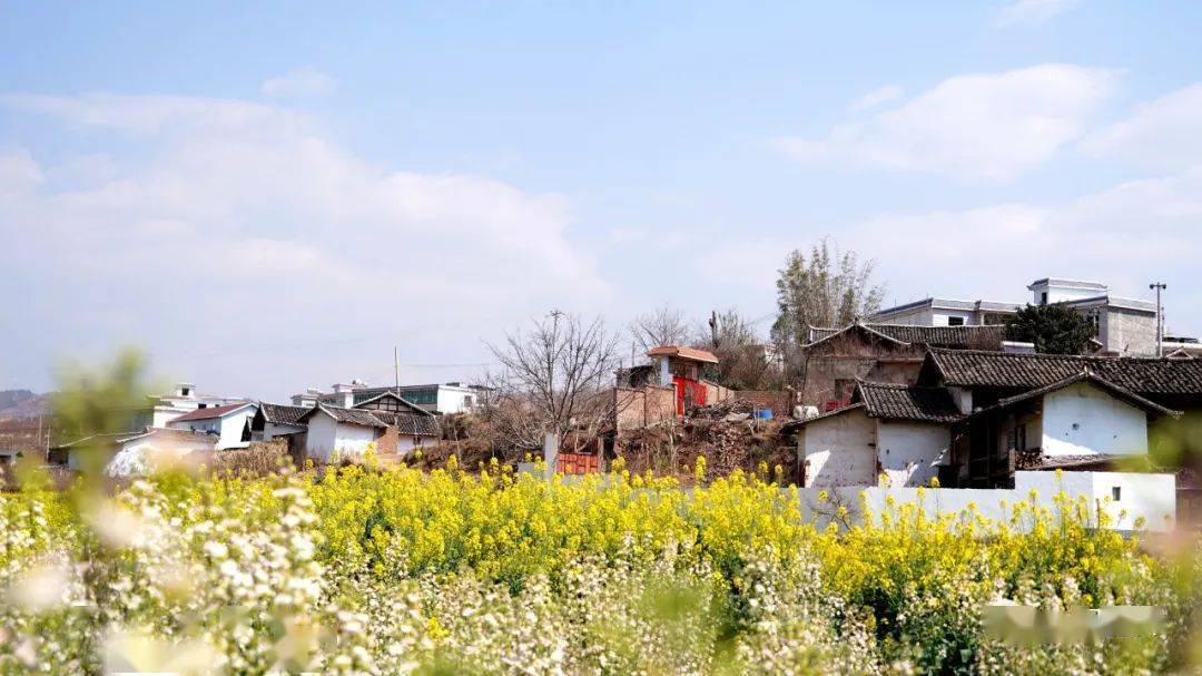 会理张姑娘桥景区300余亩油菜花开了 美丽风光等你打卡