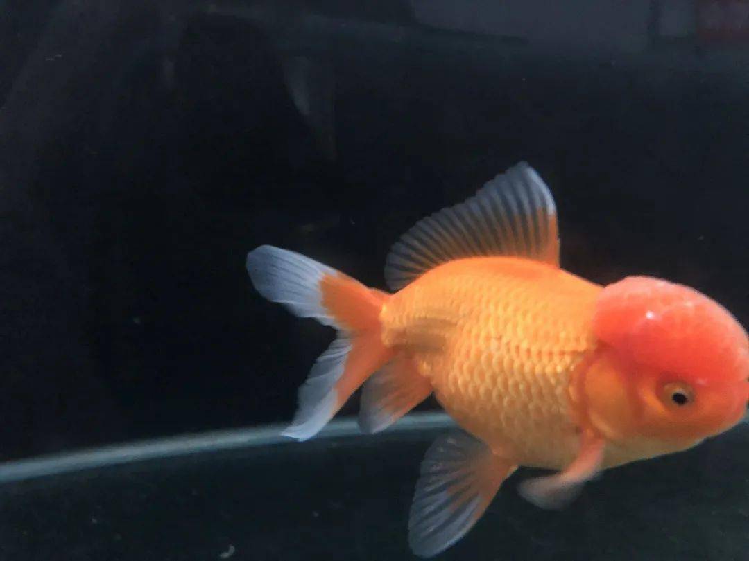 鱼多久不吃食 6e410b8921954911a072ae73b42f5788.jpeg