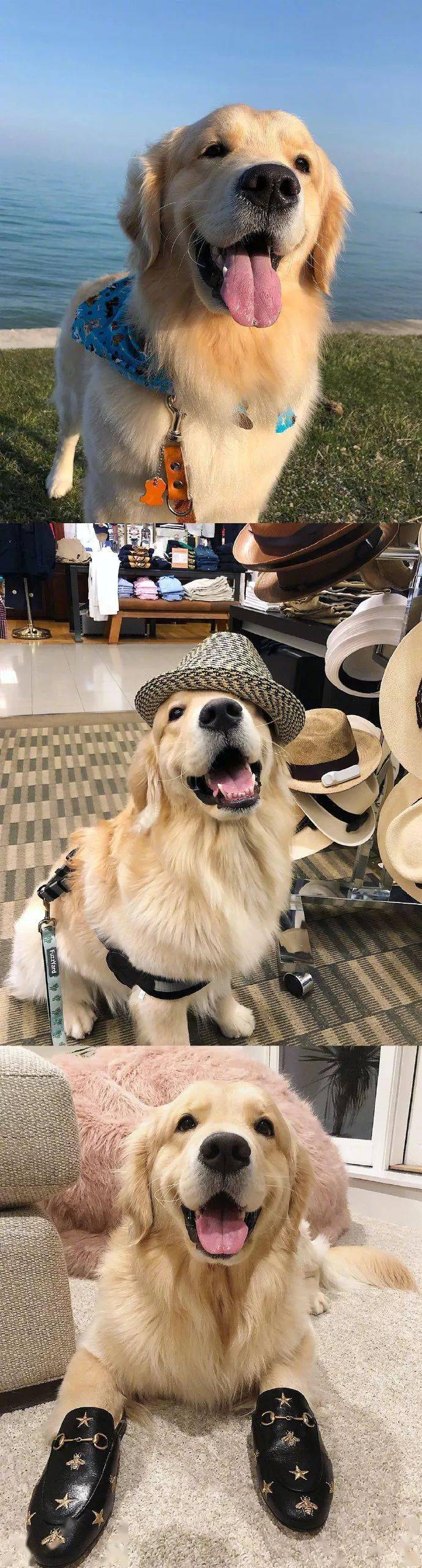 金毛的微笑好有感染力哦