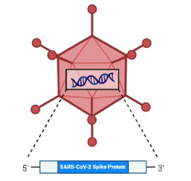 以腺病毒为载体的新冠病毒疫苗:只需打一针_基因组