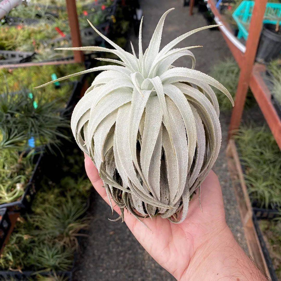 空凤/空气凤梨图鉴——薄纱(tillandsia gardneri)