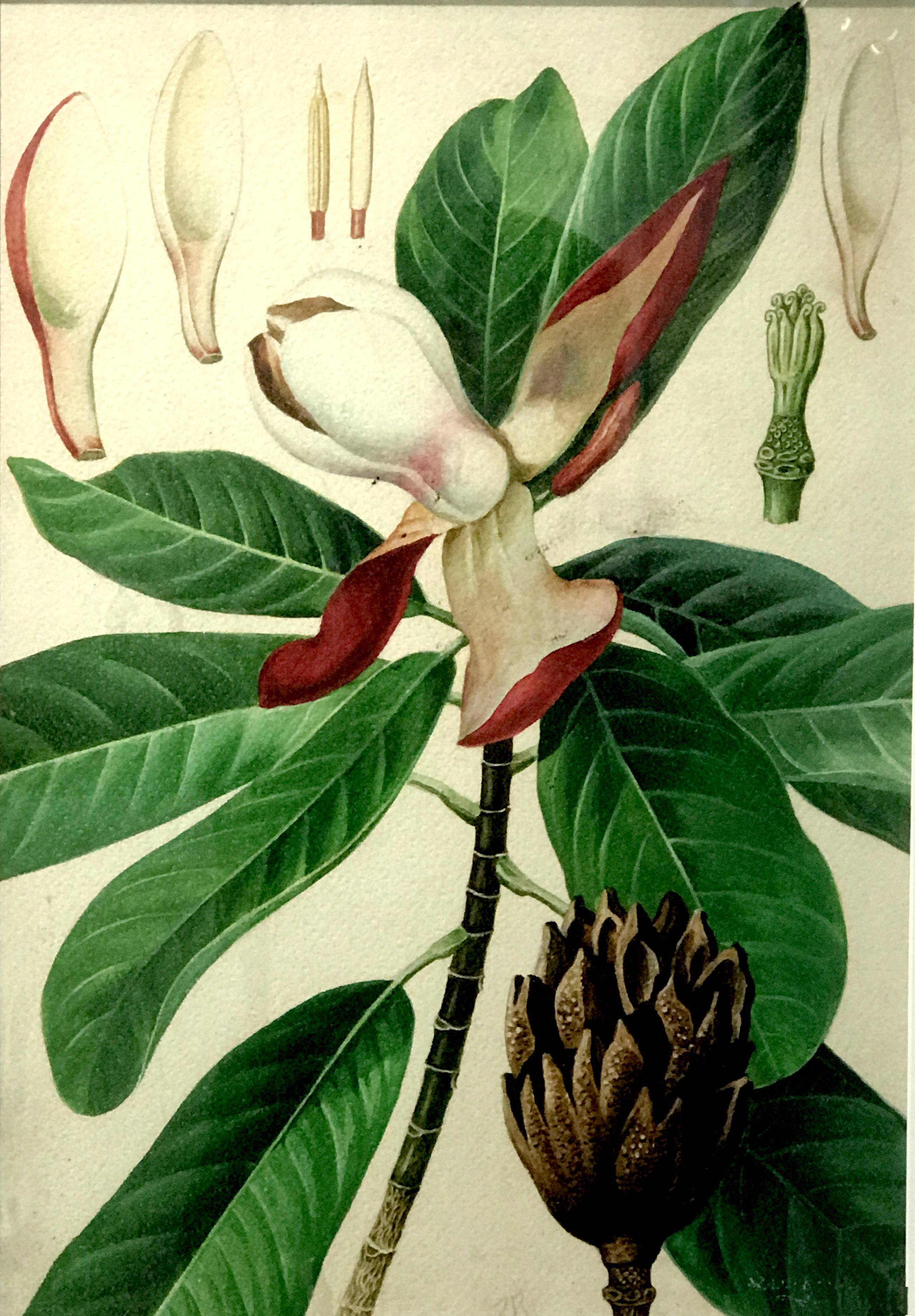 不容错过 这里展出植物画家笔下的木兰科植物画作 中国