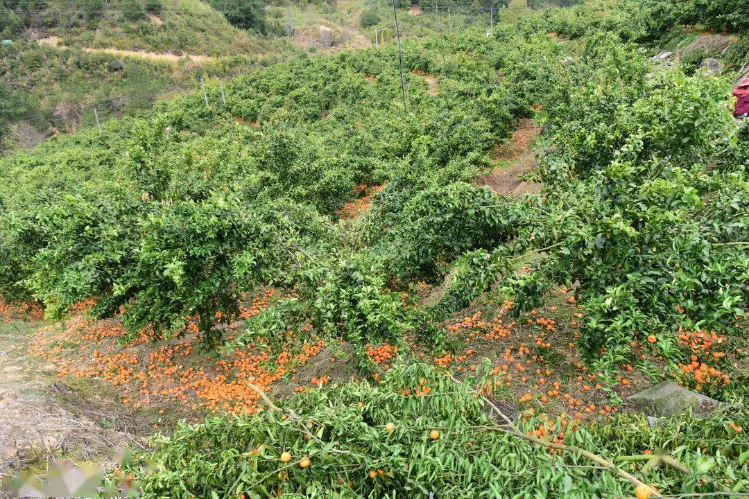 260余亩果园受灾,帮帮三明这个果农吧近8万公斤果子砂糖橘遇到销售