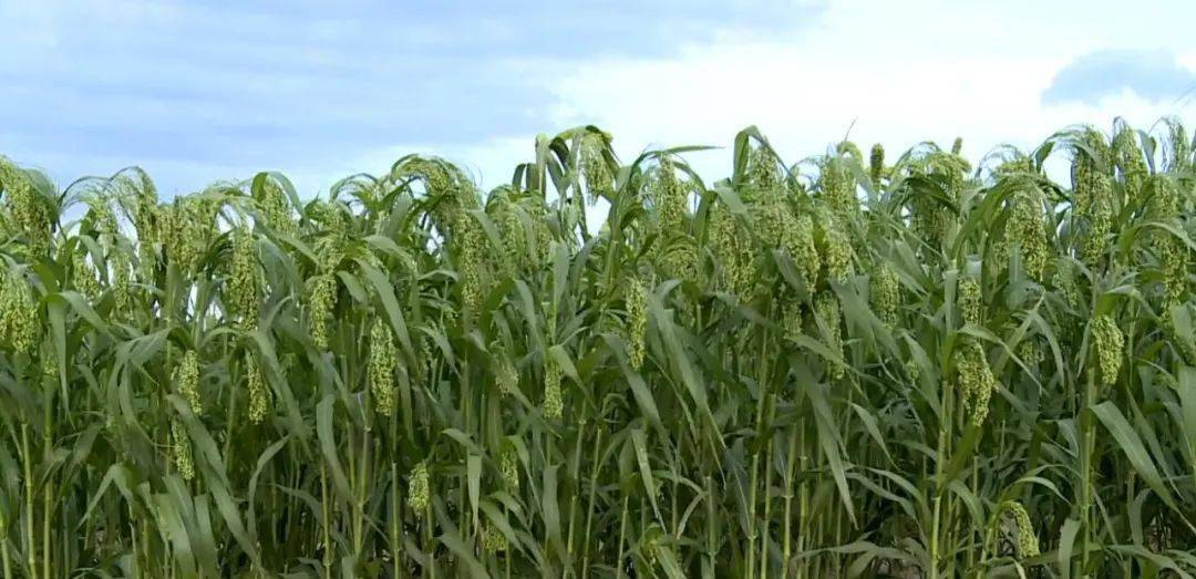 探秘糜子,还有那一片片孕育它的土地