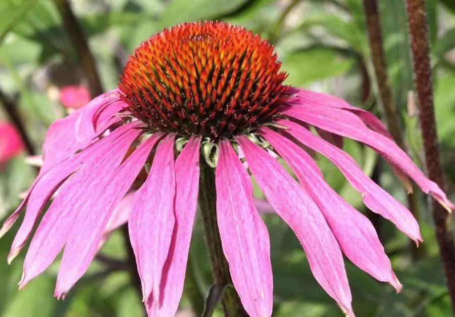 松果菊是一年生吗 53bc71fb0c30457dbabf5ca9be1c97fb.jpeg