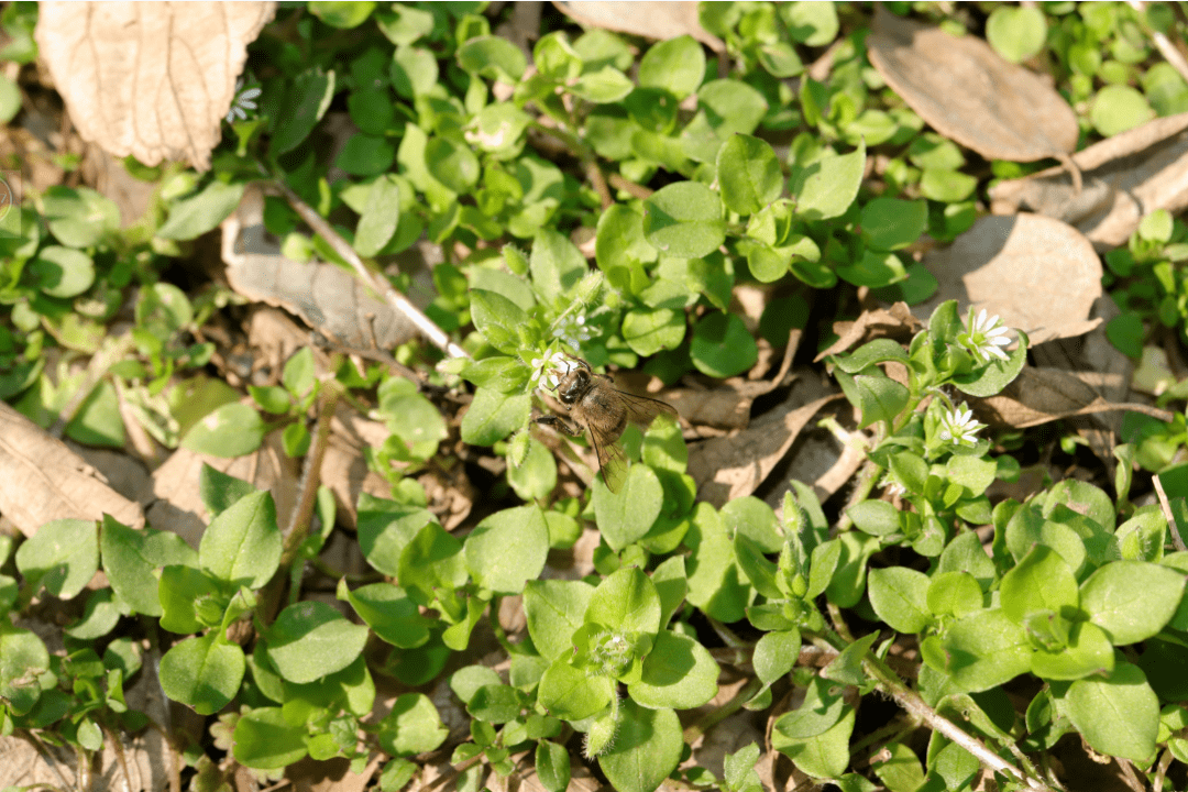 绿容专家聊节气丨惊蛰到申城的动植物们都开始萌动