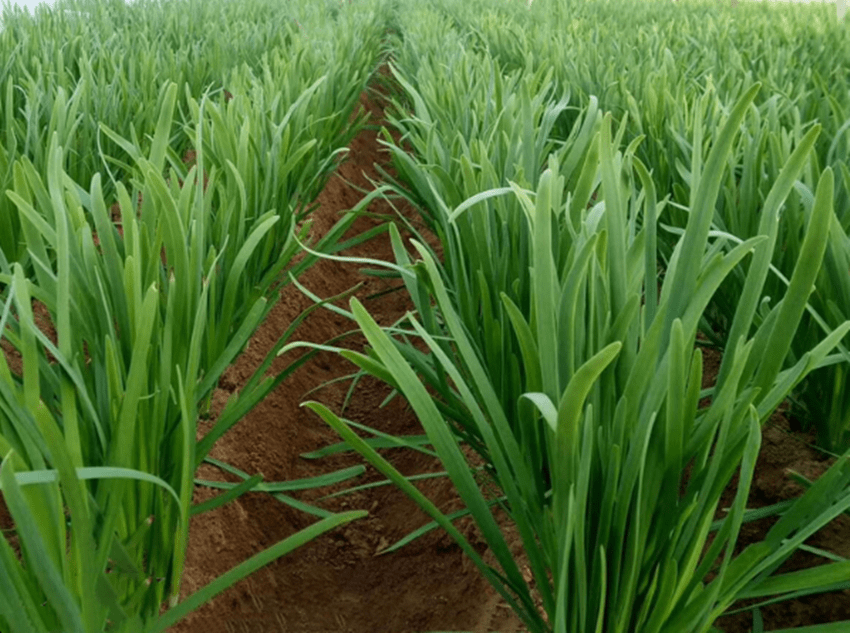 种植韭菜不黄叶不干尖长得粗壮宽厚不但要有方法还要有技巧