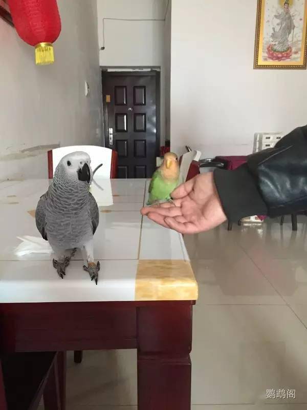 怎么拥有一只粘人的鹦鹉 665ec1f61e2846a996eda7ccc5110e61.jpeg