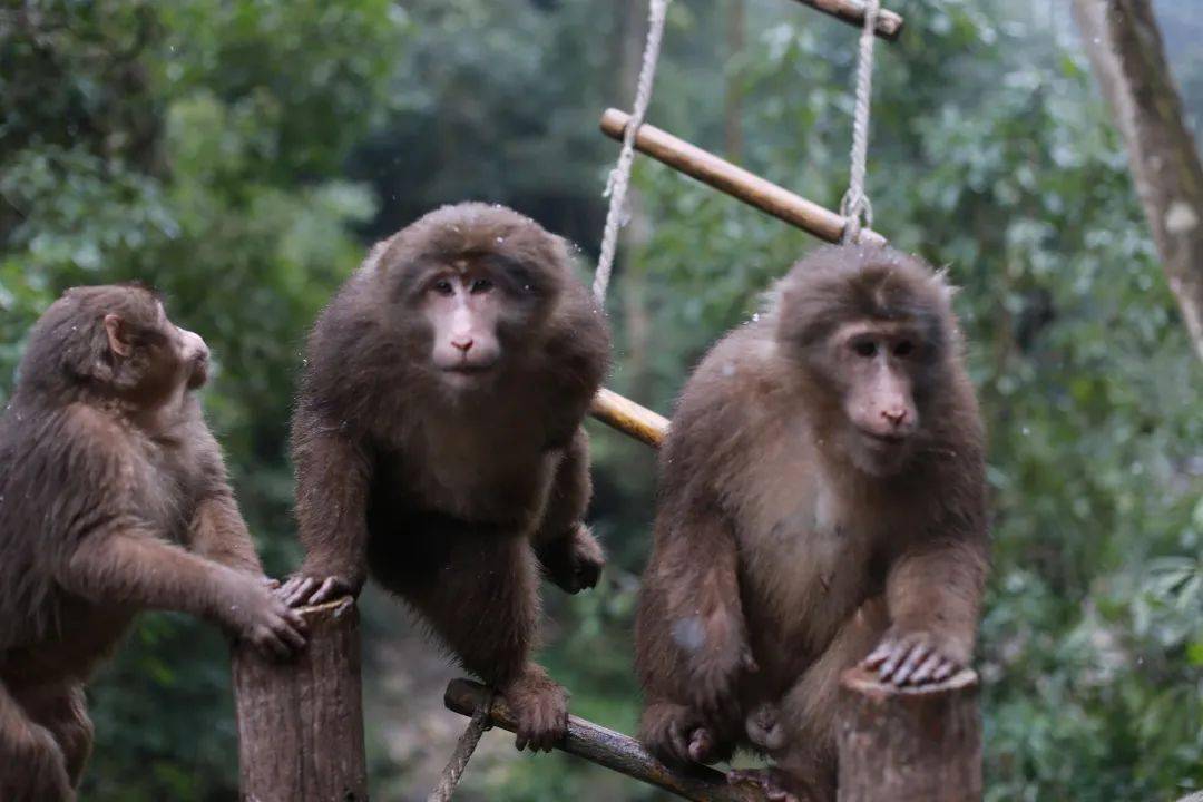 峨眉山灵猴添丁增口这样的萌猴你爱了吗