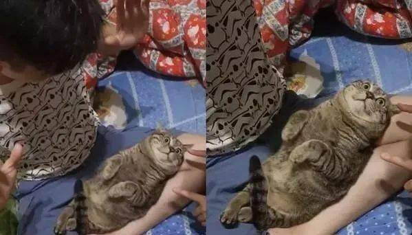 猫咪见到客人僵住了1分钟就像图片一样网友这是坏掉了